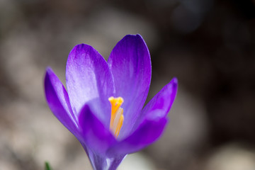 crocus in spring
