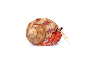 Hermit crabs isolated on white background with selective focus. Hermit crabs are decapod crustaceans of the superfamily Paguroidea.