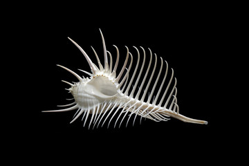 Sea shell : Venus comb murex (Murex pecten), one of genus of medium to large sized predatory tropical sea snails with extremely long siphonal canal, it's a one of  world's  most beautiful sea shell. © Cheattha