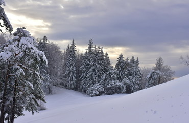 Obraz premium Beautiful snowy spruce with blue sky and clouds for the background and with spruces and beeches forest