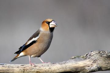 Hawfinch, Coccothraustes coccothraustes, sitting on a stick.