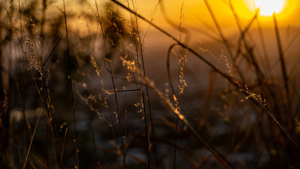 Close up of grass during golden hour with blur applied to the background
