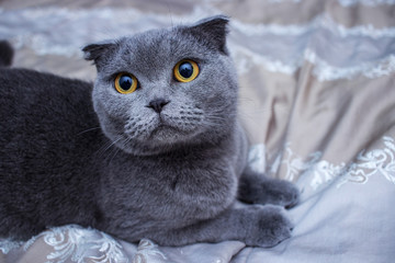 Gray cat with yellow eyes close-up. Scottish lop-eared