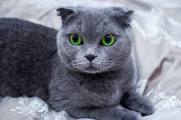 Gray cat with green eyes close up. Scottish lop-eared