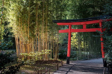 Bamboo forest in the Anduze bamboo plantation