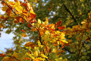Bright yellow branch of autumn tree