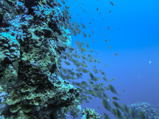 School of glass fish over corals