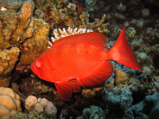 Coral reef fish, Red Sea