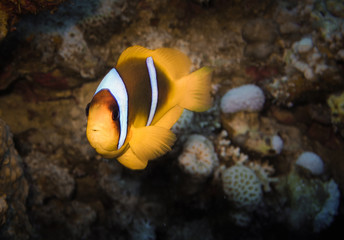 Fototapeta na wymiar Clownfish, Red Sea
