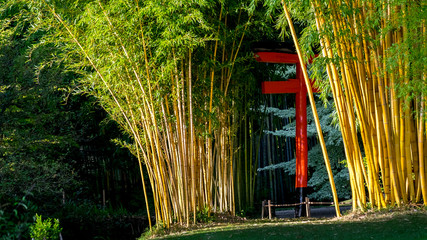 Bamboo forest in the Anduze bamboo plantation