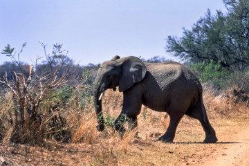 Elephant, (Loxodonta africana), Kruger National Park, Mpumalanga, South Africa, Africa