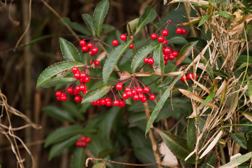 野生のナンテン