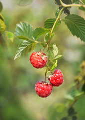 Ripe raspberry berries on a branch in the garden.