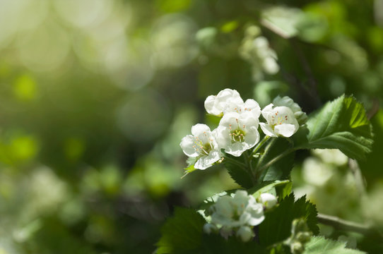Flowers of hawthorn on a branch with leaves in the rays of the morning sun. Blooming spring tree.