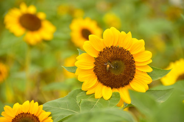 The Pollen of Sunflower with a Bee