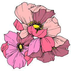 Fototapeta premium Vector Pink rosa canina. Floral botanical flower. Engraved ink art. Isolated rosa canina illustration element.