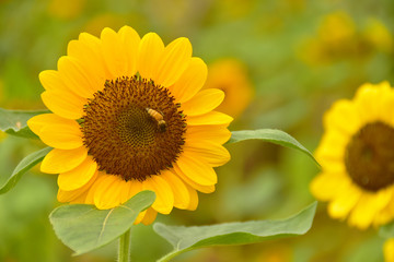 Fototapeta premium The Pollen of Sunflower with a Bee