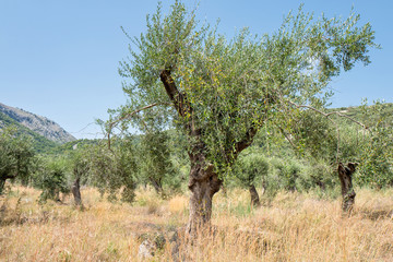 Fototapeta na wymiar Olive trees.