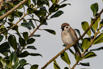 Isolated sparrow on a branch