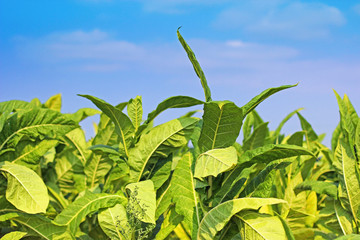 Tobacco field. Plantation