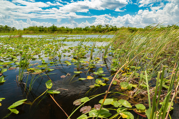 Everglades national park marsh, Florida, United States of America