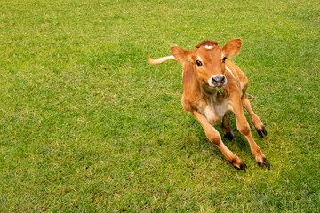 Naklejka na ściany i meble Cow calf running and jumping in ground