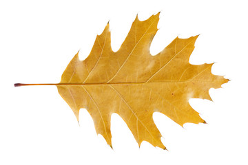 Brown oak leaf