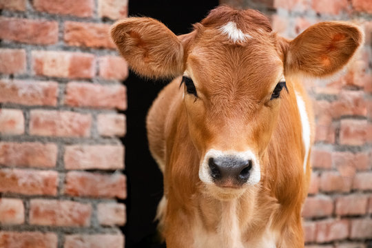 Jersey Cow Head Images – Browse 6,475 Stock Photos, Vectors, and Video |  Adobe Stock
