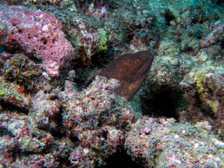 A Yellow-Edged Moray (Gymnothorax flavimarginatus) in the Indian Ocean