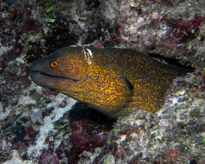 A Yellow-Edged Moray (Gymnothorax flavimarginatus) in the Indian Ocean