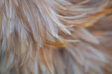 Blur Bird chickens feather texture for background, Fantasy, Abstract, soft color of art design.