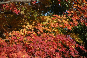 紅葉