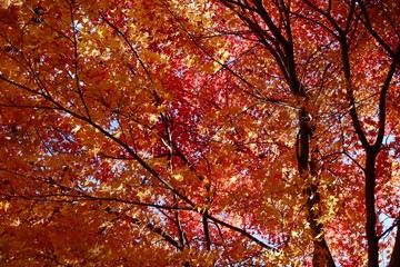 紅葉