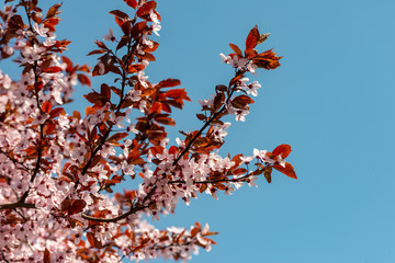 cherry blossoms with blue sky