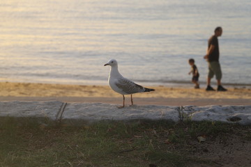 Seagull on the beach