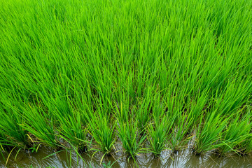 Green paddy field. The closeup photo of rice field farm land.