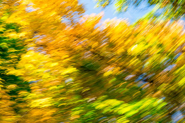 Blurred abstract background of autumn leaves on trees in motion. The concept of rotation in nature...