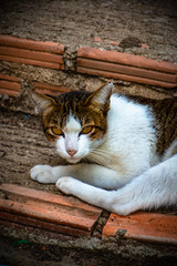 Obraz na płótnie Canvas The stray cat with the alert eyes. Slit Pupil cat eye is mean their have sense of fear, anger, pleasure or excitement.