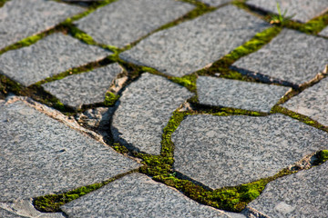 Moss in a paving stone