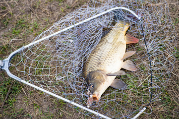 Caught carp on the shore in the net in the autumn. Background