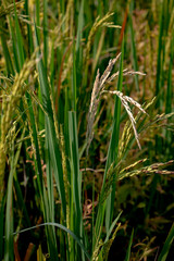 Close up of rice paddy in rice field. The rice is ripening and should be ready for harvest.