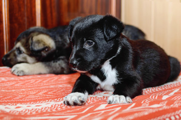 Sad black mongrel puppy.