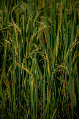 Close up of rice paddy in rice field. The rice is ripening and should be ready for harvest.