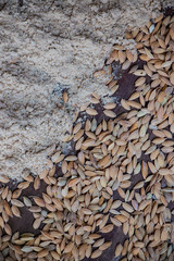 Rice and bran on wooden floor. Natural products made from rice fields.