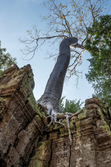 Kambodscha - Angkor - Ta Prohm