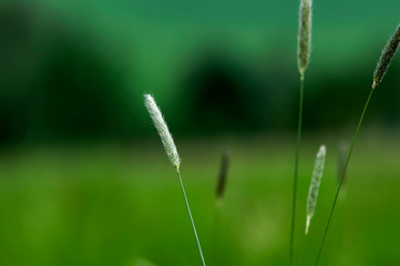 Grashalme auf einer Wiese im Frühling - Gräserpollen