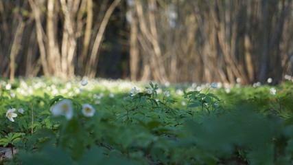 white flower field