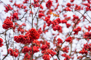 Rowan berries red hanging on the branches of a tree in the fall. Natural background