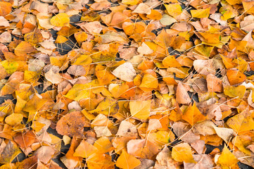 Yellow leaves lie on the asphalt path continuous carpet. Natural background