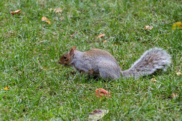 NYC Squirrel